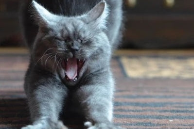 忘れっぽい？躾けたことをすぐに忘れて粗相を繰り返すペットにはこれ！