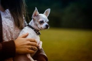 活発でいたずら好きな犬種に朗報！性格を穏やかにする○○とは？