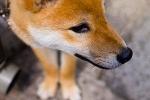 他のペットに怯えてる？気の弱いペットのマインドを変える方法とは？