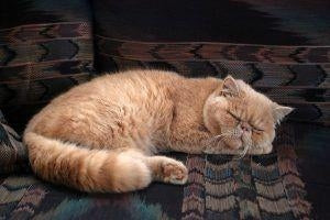 万病のもと！太り気味のペットに数滴与えるだけの健康法とは？