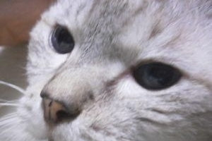 ペットが痛みを伴うケガや病気に！その時、飼い主にできることとは？