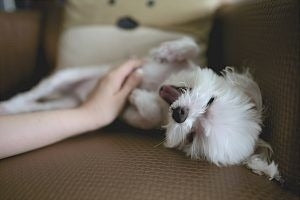ペットの“かまってちゃん”行動にお困りの飼い主に朗報！○○で解決♪