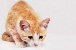 もしかしてコミュ障？多頭飼育などで孤立するペットを救うにはこれ！